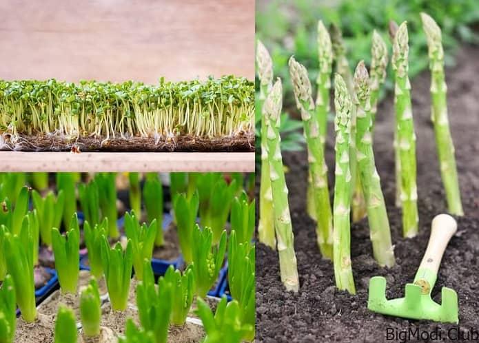 Abundant Asparagus Growth