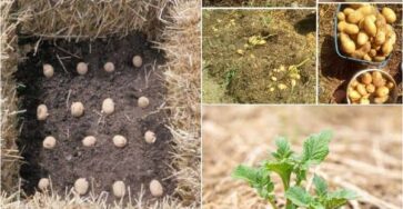 Double Your Potato Yield with Straw