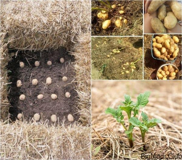 Double Your Potato Yield with Straw