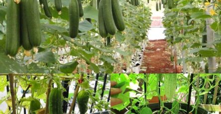 Great methods for growing cucumbers