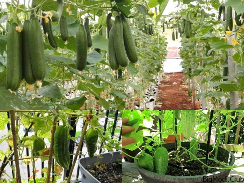 Great methods for growing cucumbers