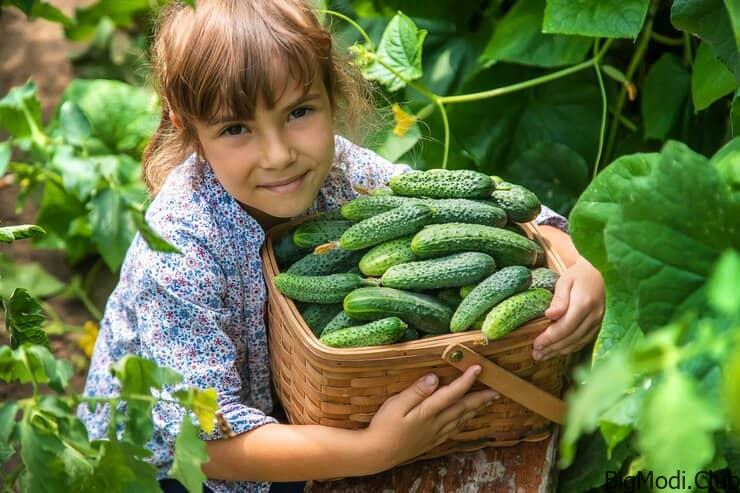 Great methods for growing cucumbers