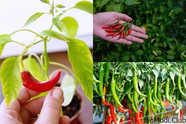 Grow chili peppers