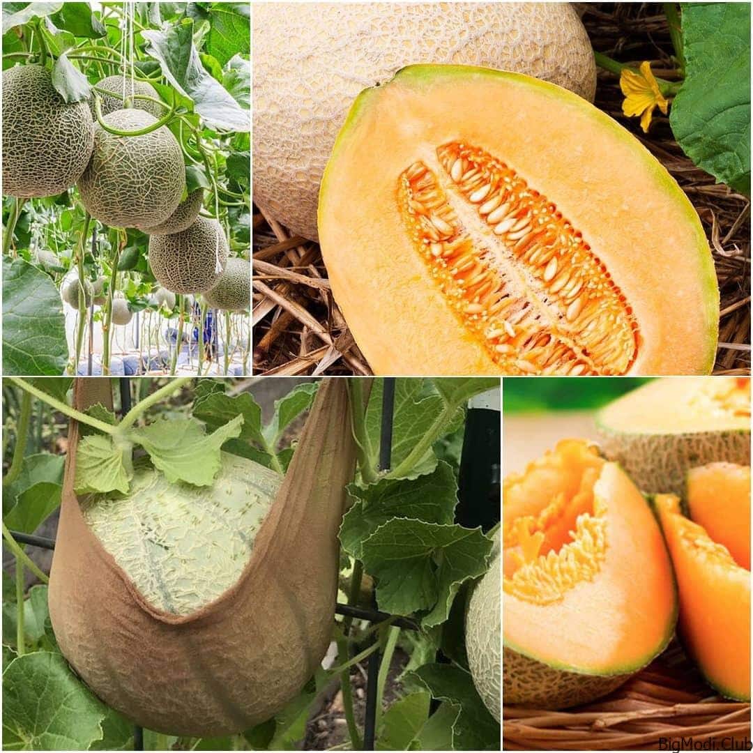 Growing Cantaloupe