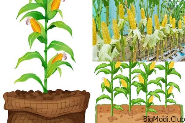 Growing Corn in Bags of Soil