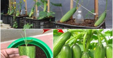 Growing Cucumbers in Your Garden