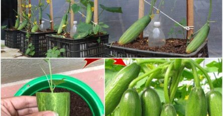 Growing Cucumbers in Your Garden