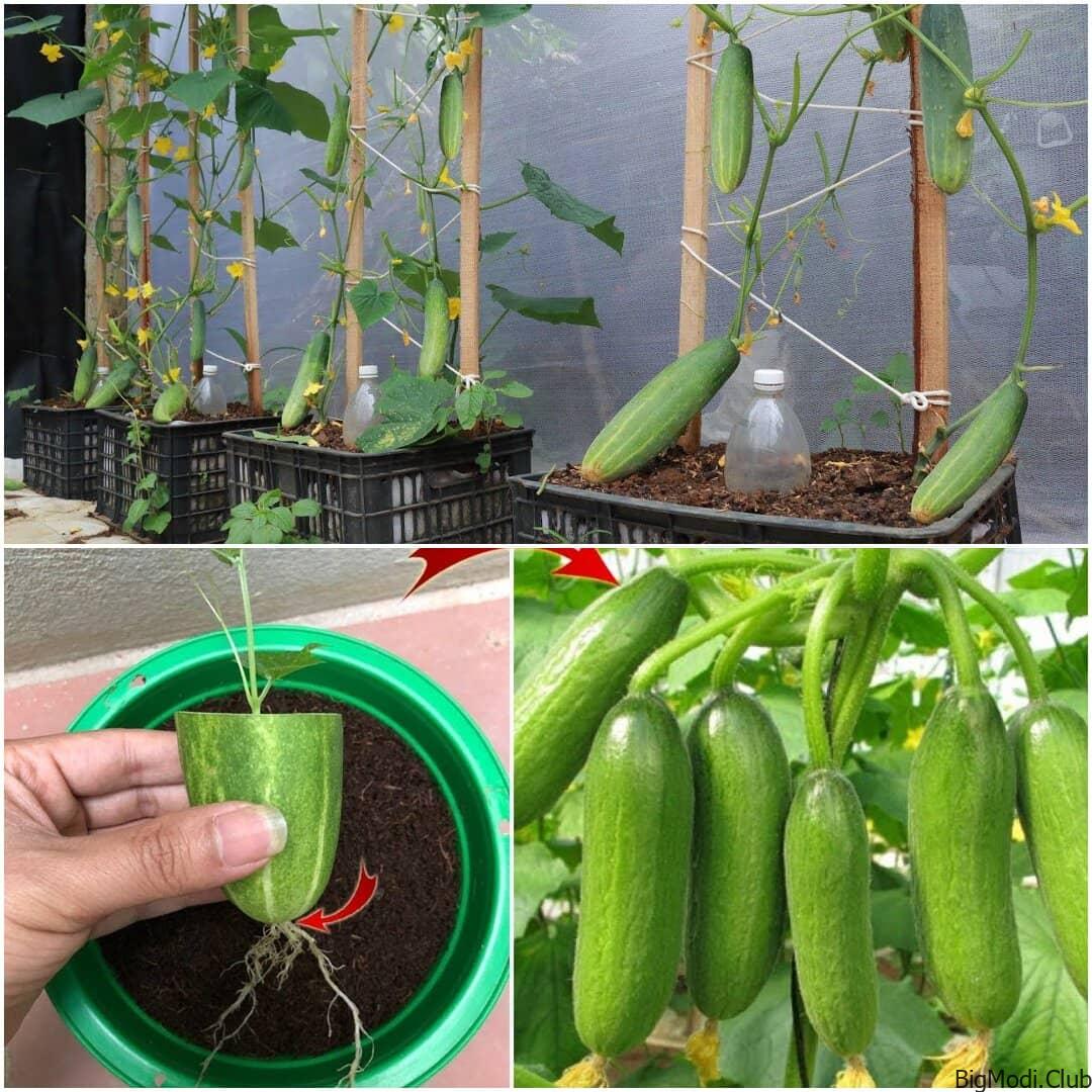 Growing Cucumbers in Your Garden