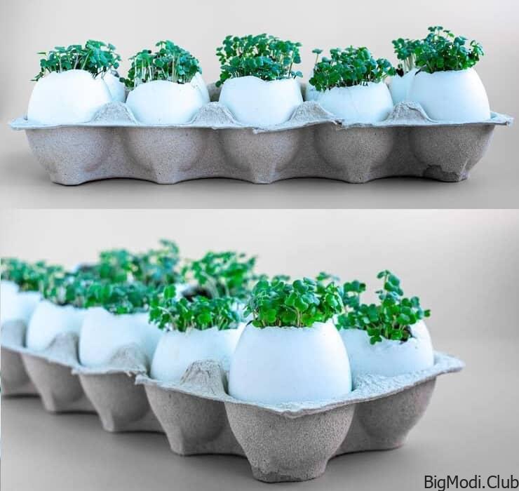Growing Kale in Soil Bags