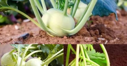 Growing Kohlrabi