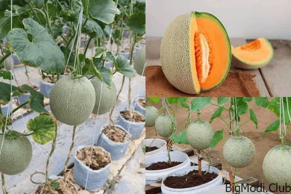 Growing Melon Cantaloupe