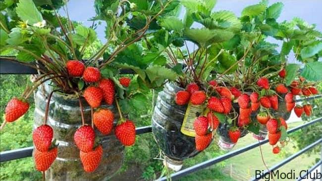 Growing Strawberries at Home