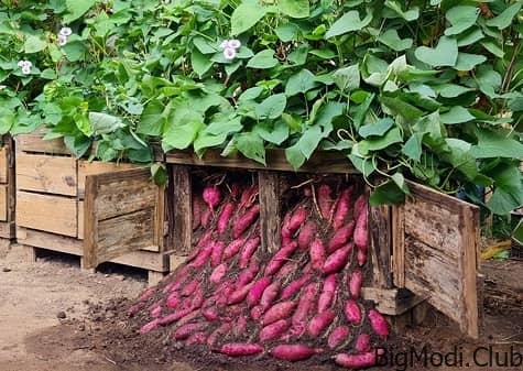 Growing Sweet Potatoes in Pallets