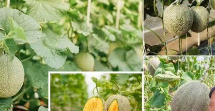 Growing a Bountiful Crop of Cantaloupe in Bags