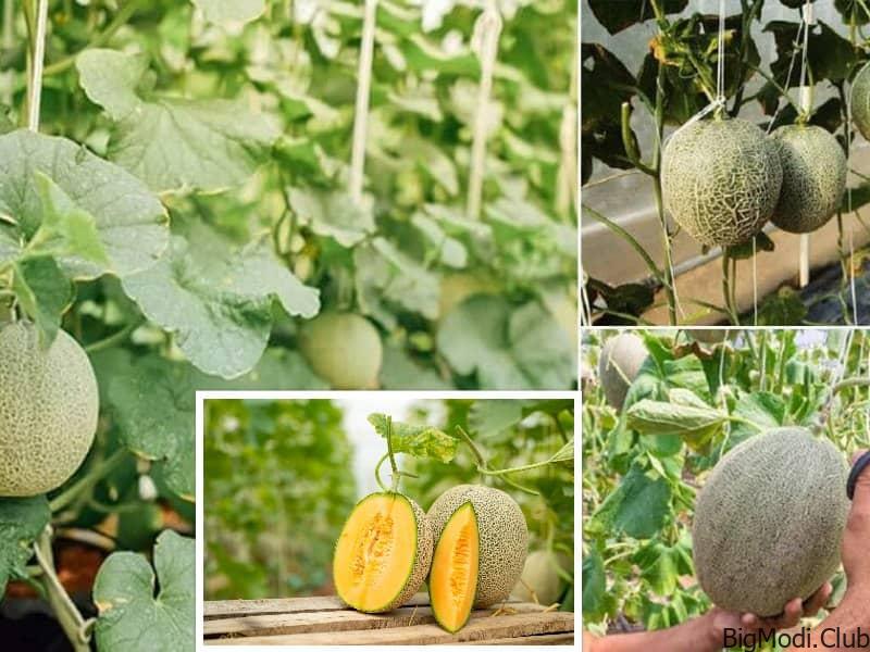 Growing a Bountiful Crop of Cantaloupe in Bags