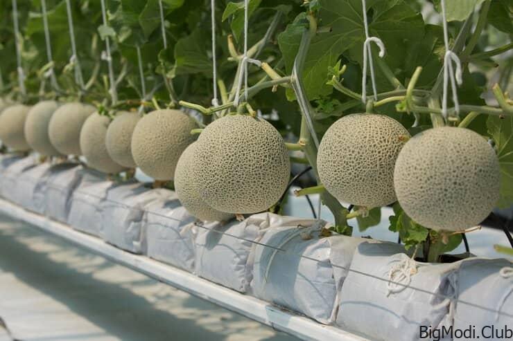 Growing a Bountiful Crop of Cantaloupe in Bags