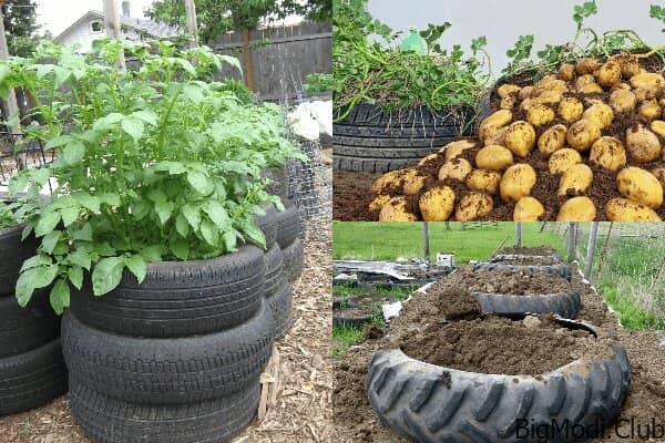 Growing potatoes in tires