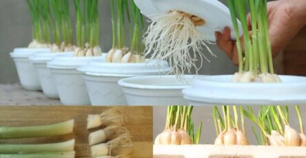 Growing Garlic and Onions for a Flourishing Garden