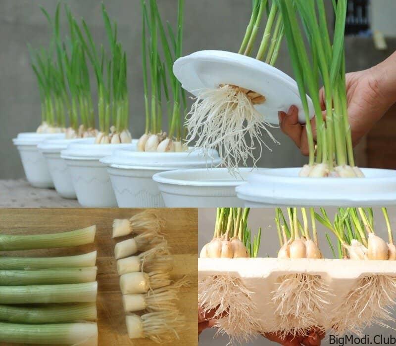 Growing Garlic and Onions for a Flourishing Garden