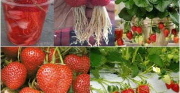 How to Grow Strawberries