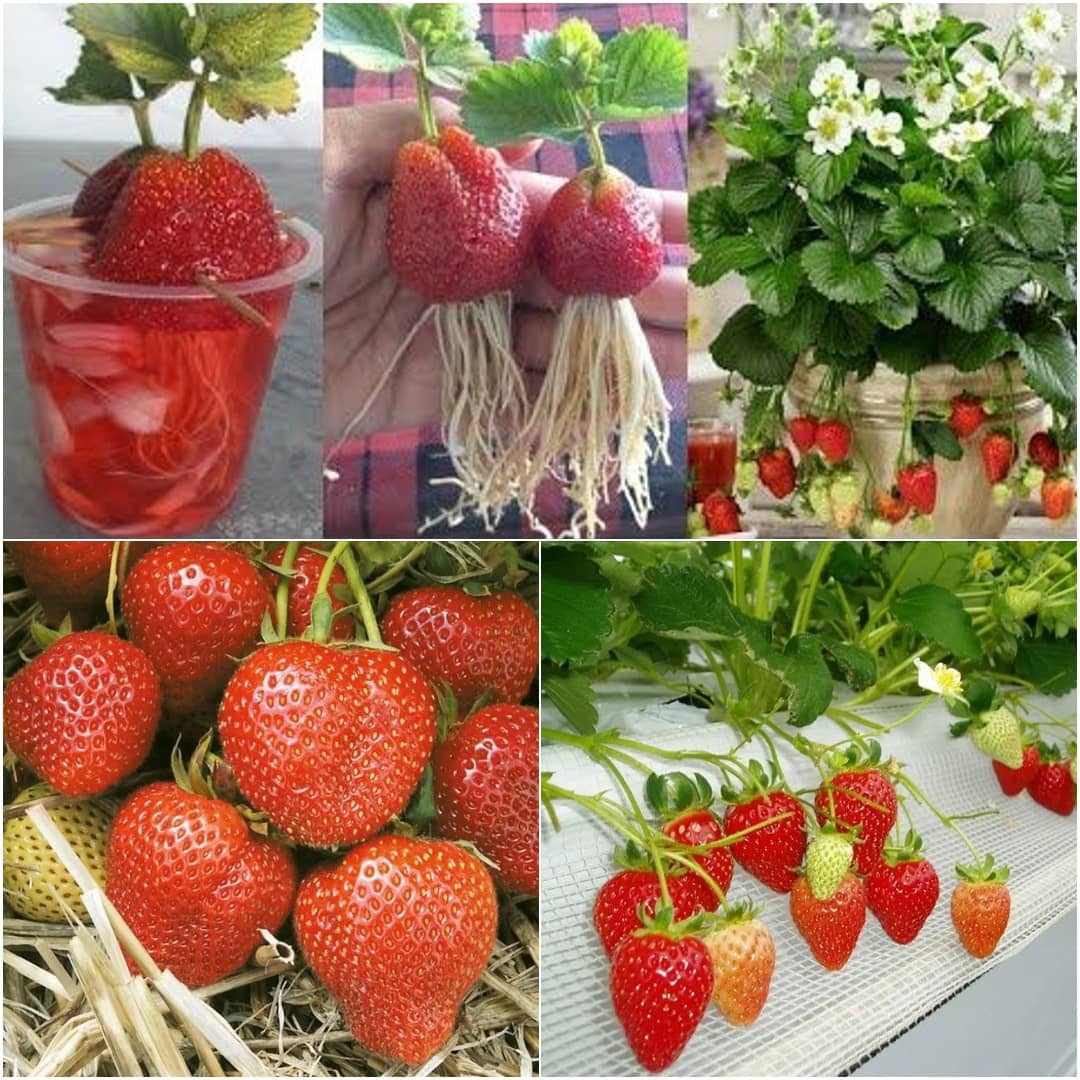 How to Grow Strawberries