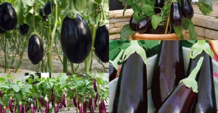 Mastering Eggplant Cultivation