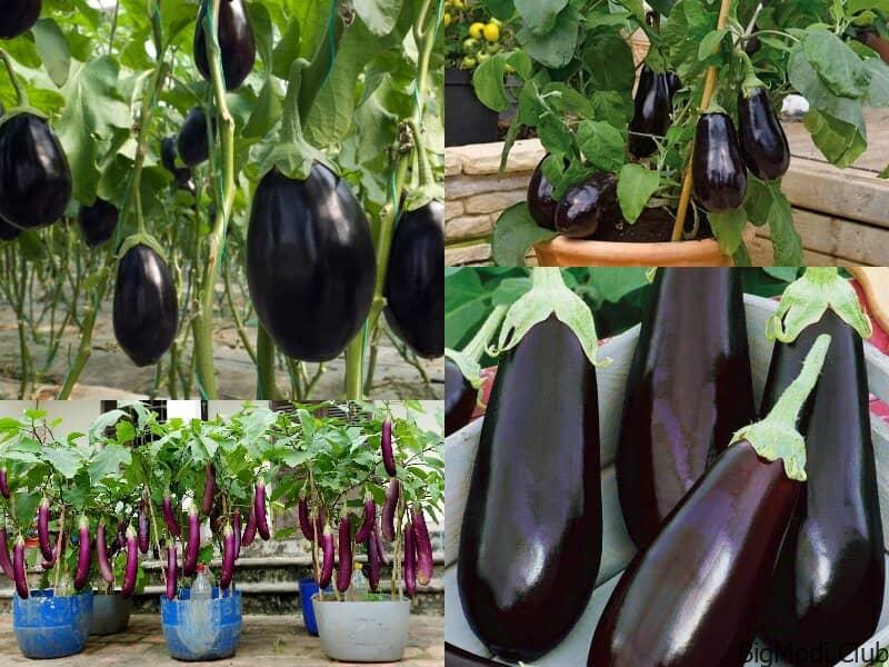 Mastering Eggplant Cultivation