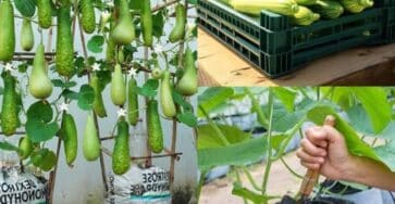 Mastering Gourd Cultivation