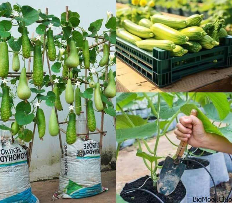 Mastering Gourd Cultivation