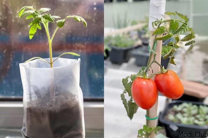 Mastering Tomato Cultivation