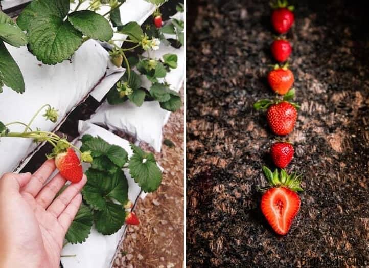 Maximizing Strawberry Growth
