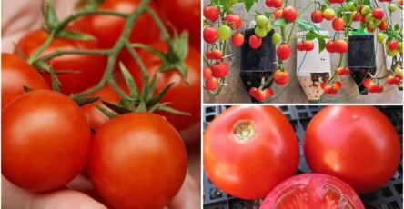 Maximizing Tomato Yields