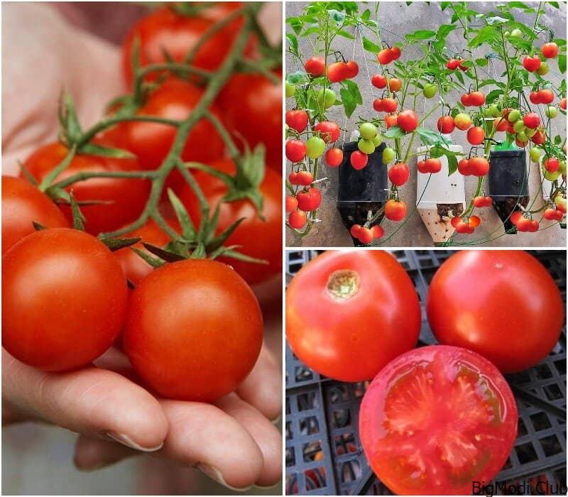 Maximizing Tomato Yields