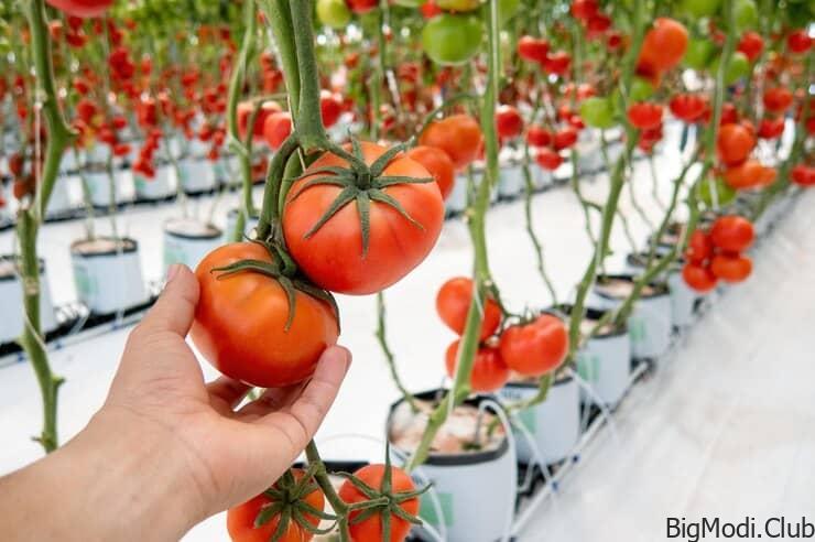 Maximizing Tomato Yields