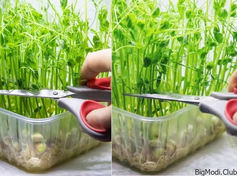 Method for Growing Celery Rapidly