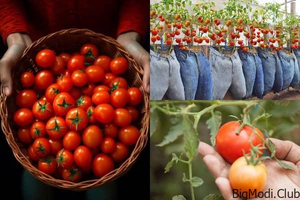 Method of Growing Tomatoes