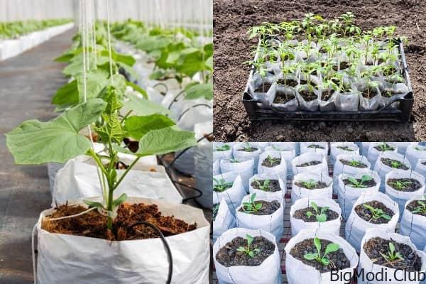 Method of Growing Vegetables in Soil Bags