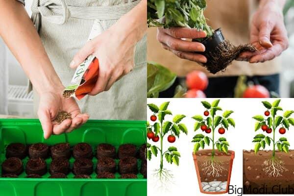 Method to Grow Tomatoes