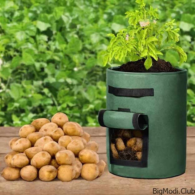 Potatoes Grown in Gallon Buckets