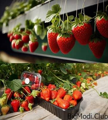 Productive Strawberry Gardens