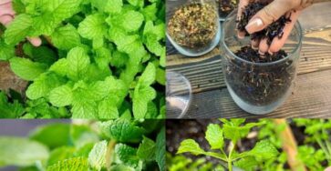 Secrets of Mint Cultivation