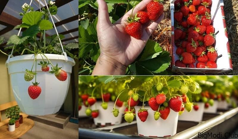 Strawberry Growing Methods