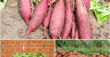 Sweet Potato Growing Methods