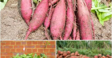 Sweet Potato Growing Methods