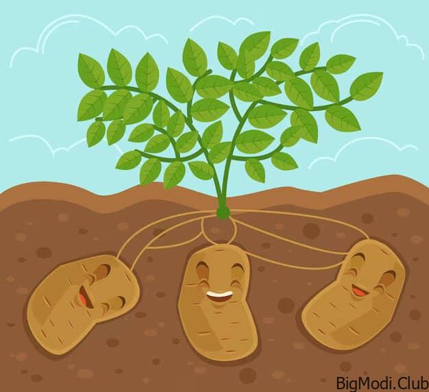 Sweet Potato Growing Methods