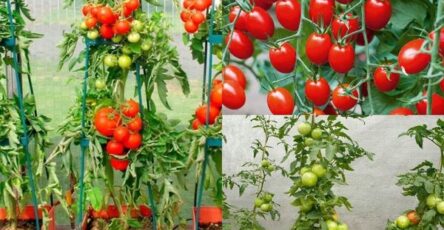 Tomato Growing Method