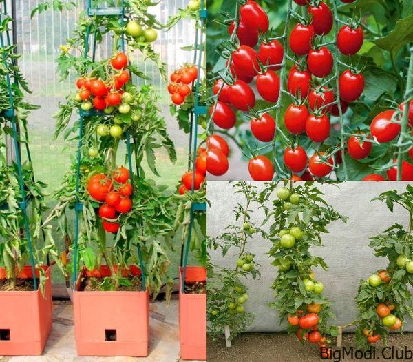 Tomato Growing Method