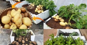 Using Styrofoam Boxes to Grow Potatoes