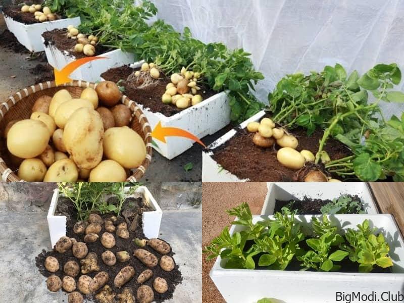 Using Styrofoam Boxes to Grow Potatoes