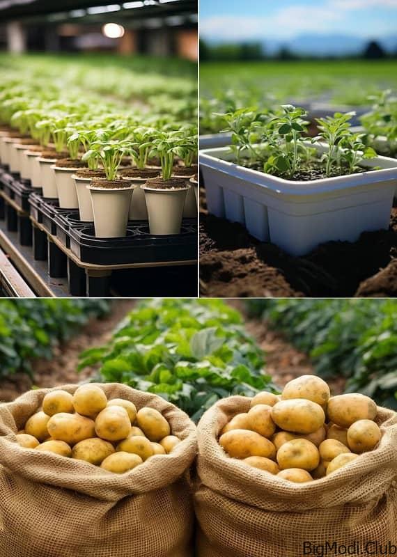 Using Styrofoam Boxes to Grow Potatoes